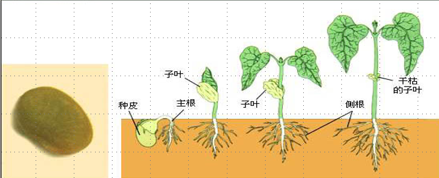 种子的萌发